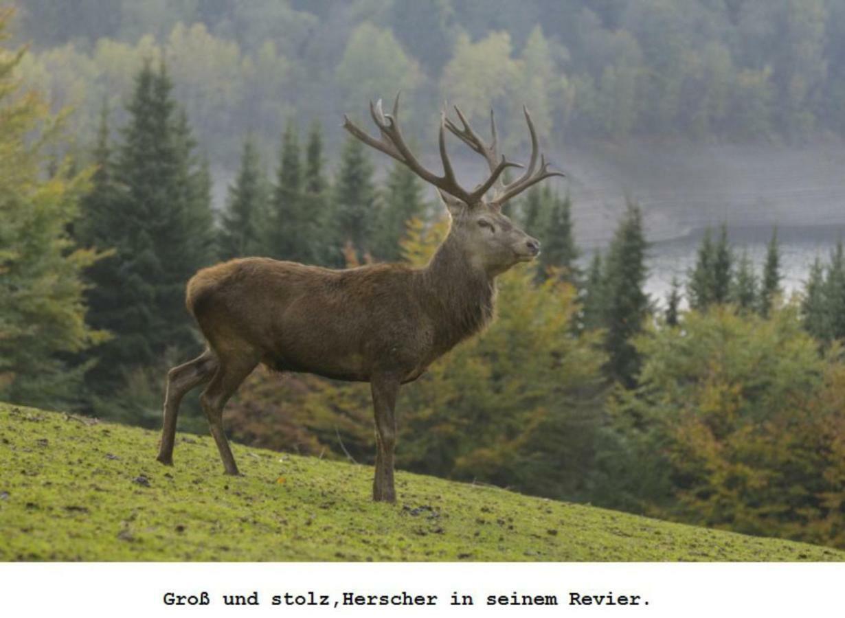 Ferienwohnung Gross B Schleiden Luaran gambar
