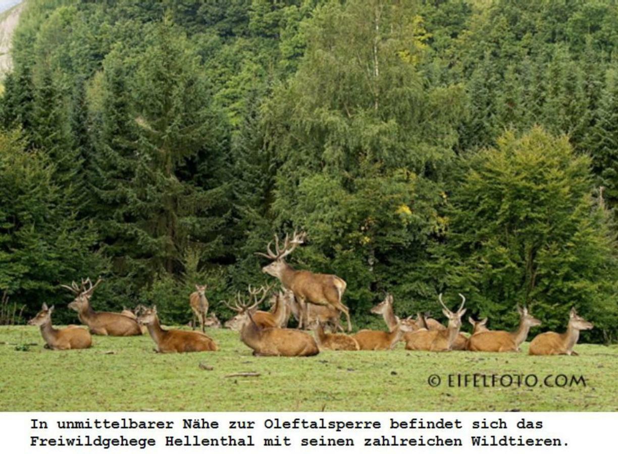 Ferienwohnung Gross B Schleiden Luaran gambar