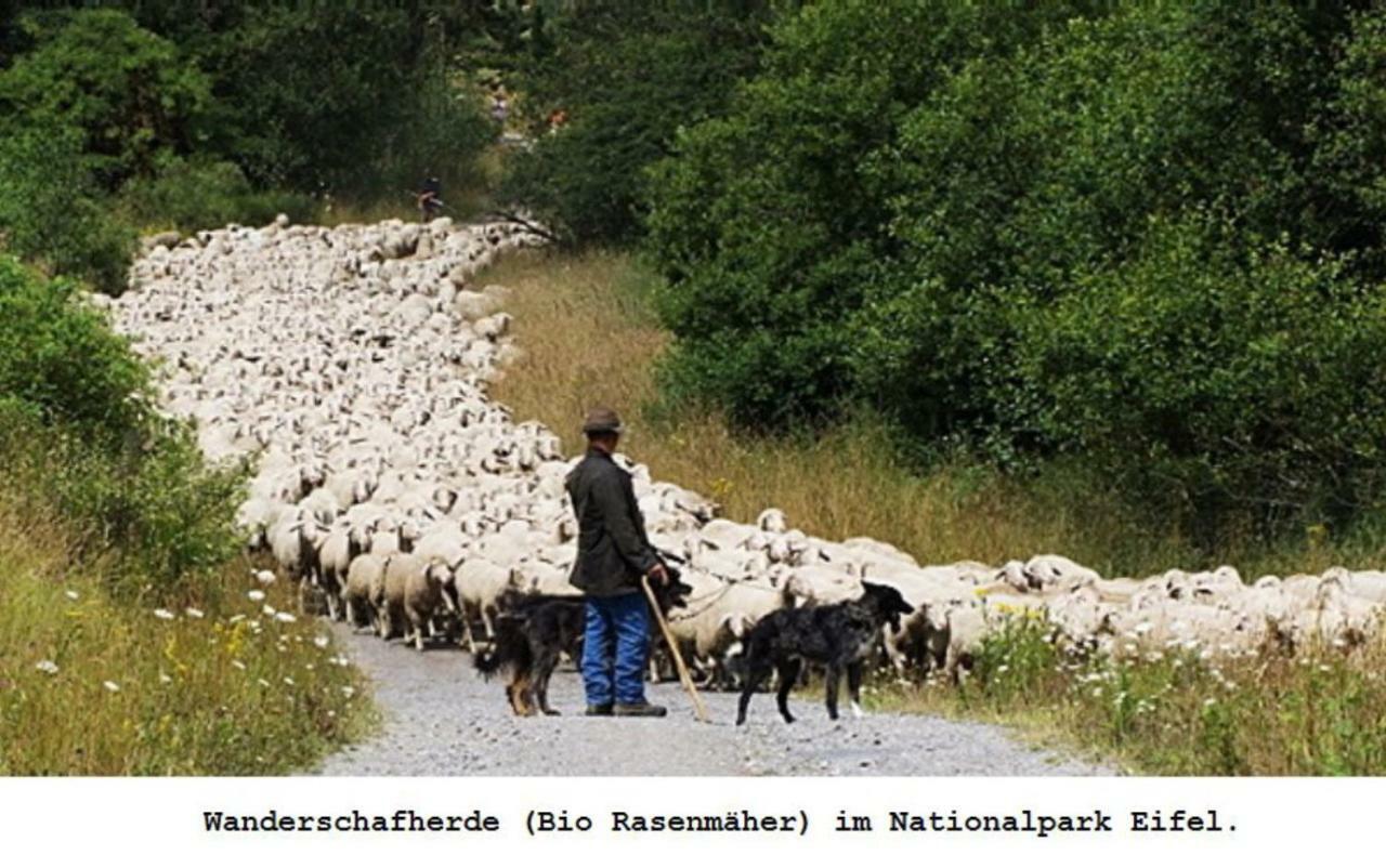Ferienwohnung Gross B Schleiden Luaran gambar