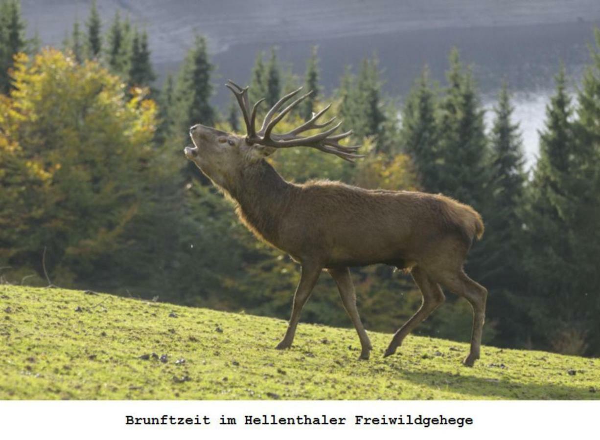 Ferienwohnung Gross B Schleiden Luaran gambar